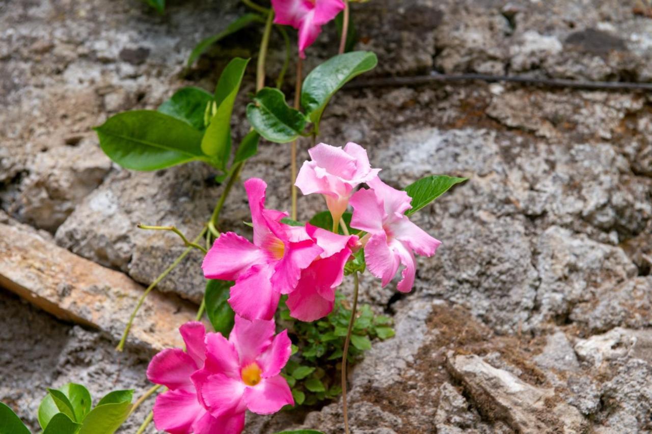 Il Nido Degli Angeli Villa Ravello Buitenkant foto